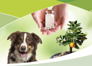 Curso Avanzado de Homeopatía en Plantas y Animales
